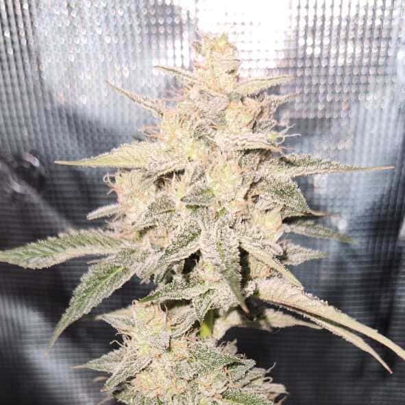 Candy Joy Auto - 2