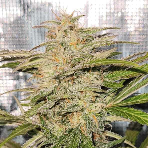 Cherry Kush Auto