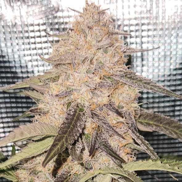 Gorilla Breath Auto - 3