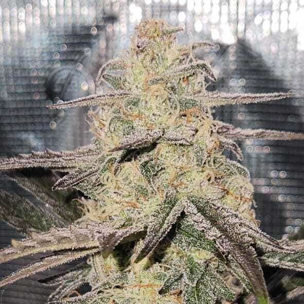 Tangie Joy Auto - 2